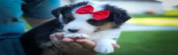 Mixed Breed dogs for sale: Goose🐾 - Ad 12