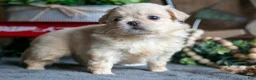 Pekingese dogs for sale: Becky - Ad 1