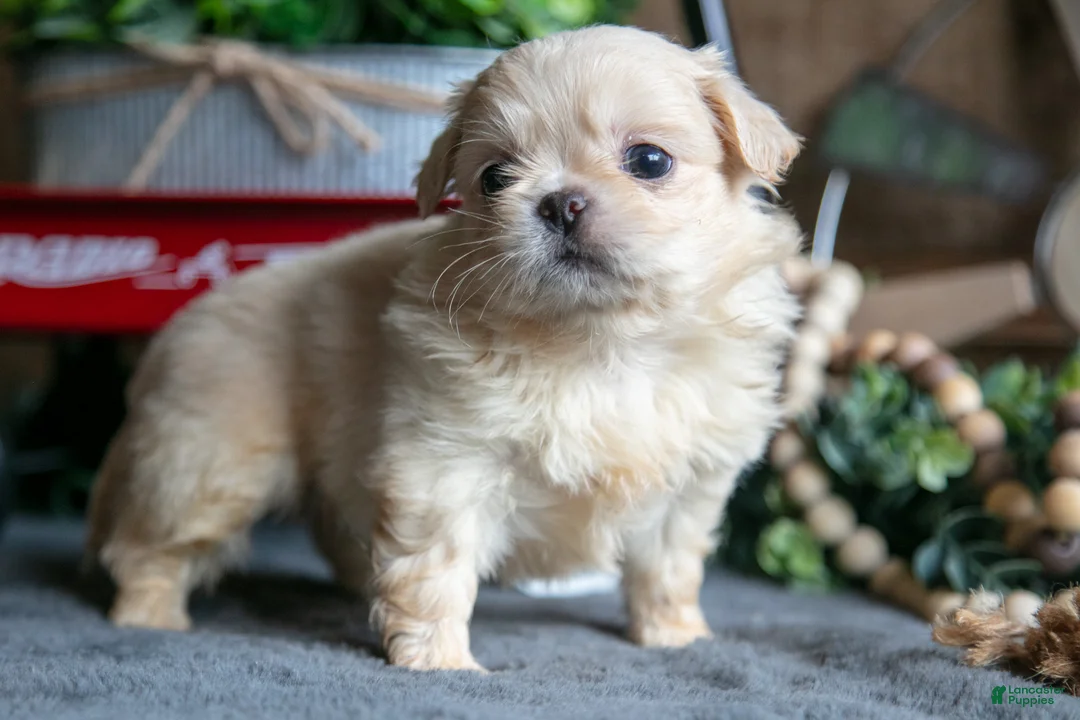 Pekingese dogs for sale: Becky - Ad 1