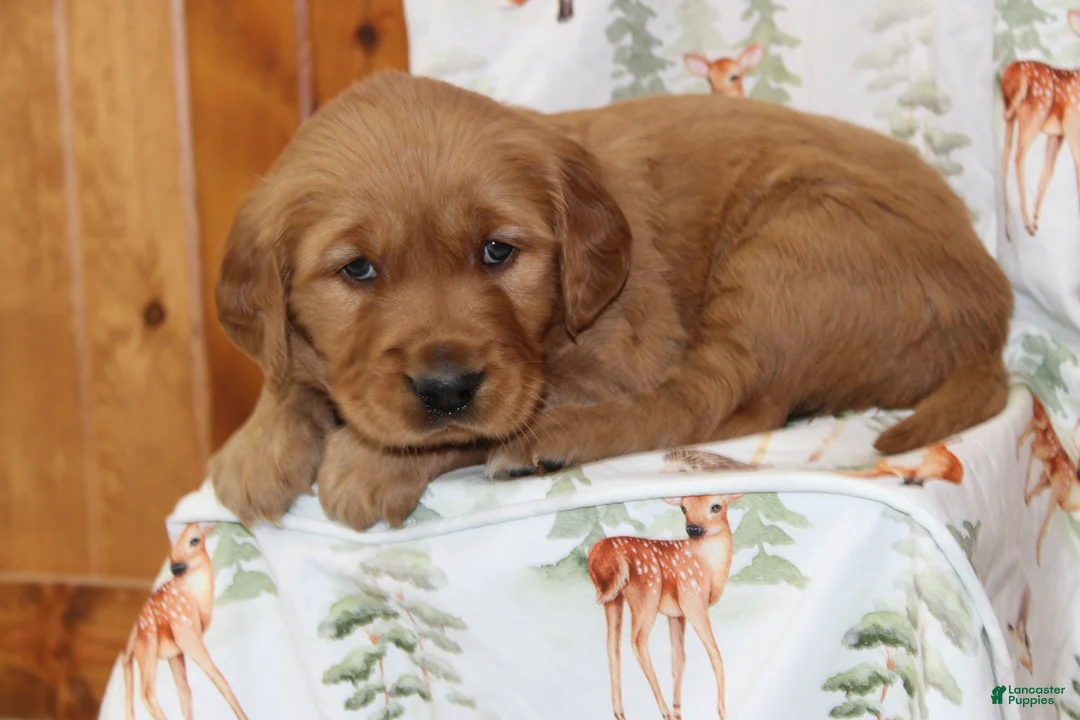 Golden Retriever dogs for sale: Copper - Ad 5