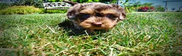 Havapoo dogs for sale: Ironman - Ad 12