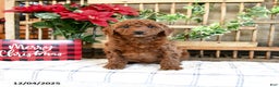 Mini Goldendoodle dogs for sale: Flora   - Ad 2