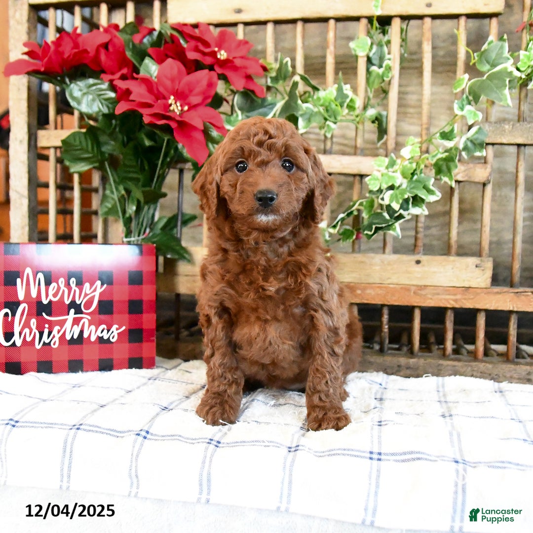 Mini Goldendoodle dogs for sale: Flora   - Ad 2