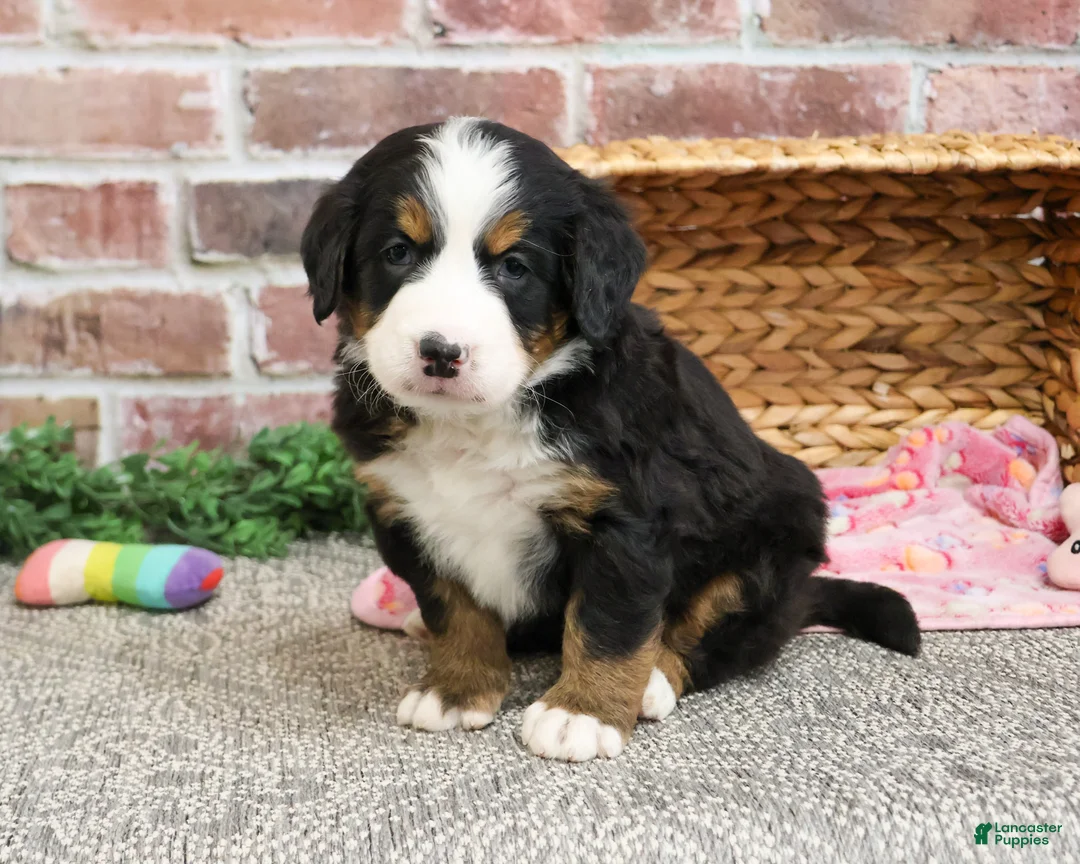 Bernese Mountain Dog dogs for sale: Cinderella - Ad 2