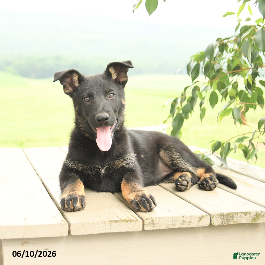 German Shepherd dogs Peach  - Ad 2