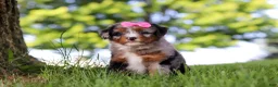 Mini Bernedoodle dogs for sale: Firefly - Ad 1