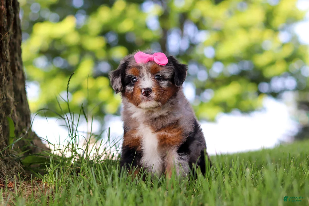 Mini Bernedoodle dogs for sale: Firefly - Ad 1