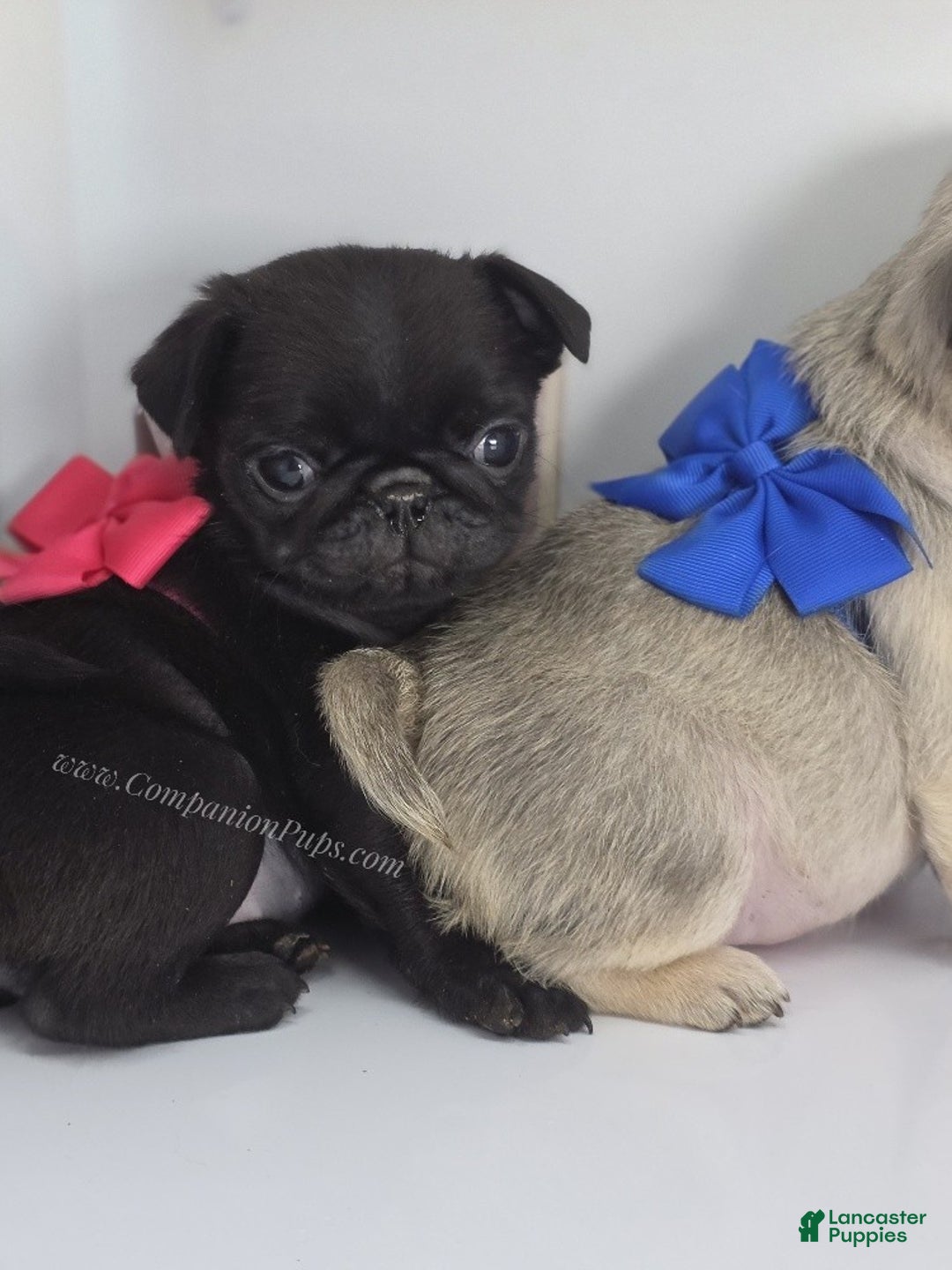 Pug dogs for sale: Mini - Petite Black Female Pug Puppy - Ad 7