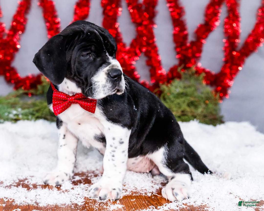 Great Dane dogs for sale: Cookie - Ad 19