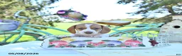 Miniature Dachshund dogs for sale: Patrick - Ad 3