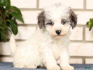 Havapoo dogs Edward - Ad 3