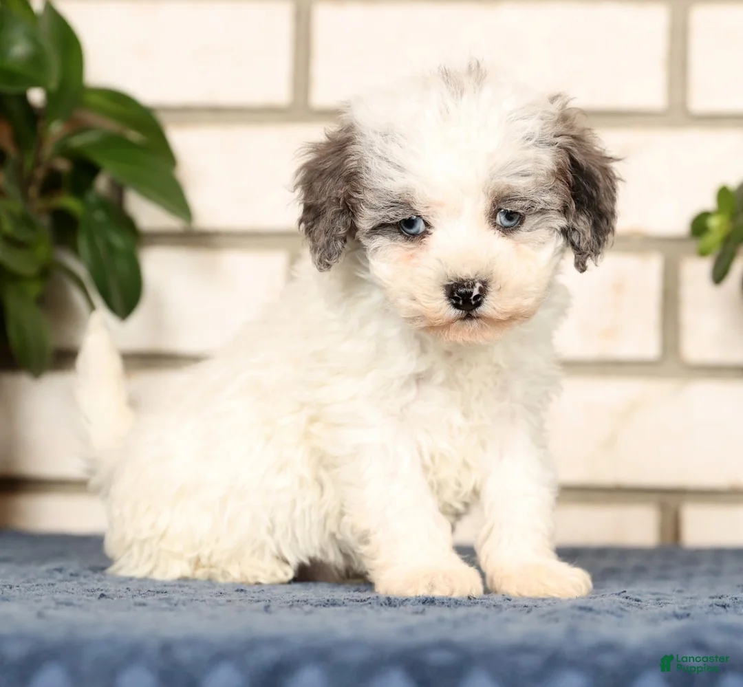 Havapoo dogs for sale: Edward - Ad 1