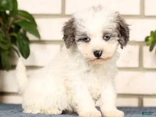 Havapoo dogs Edward - Ad 3