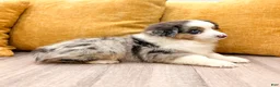 Miniature Australian Shepherd dogs for sale: Bingo - Ad 4