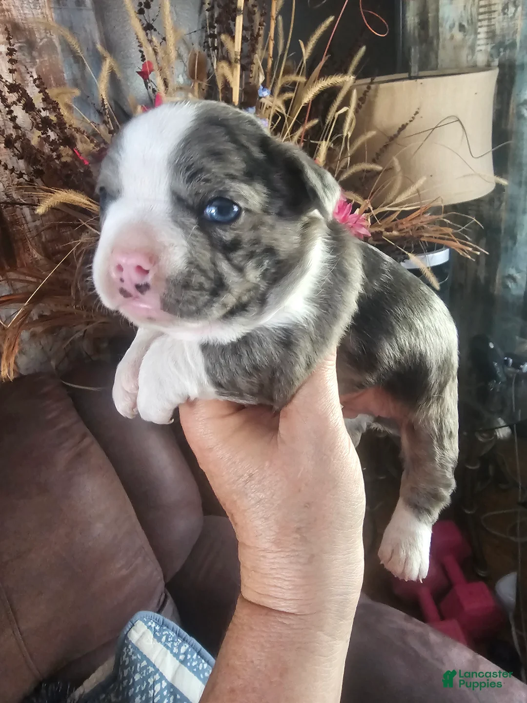 Frenchton dogs for sale: Rambo Frenchton Puppy 1 - Ad 1