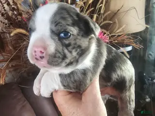 Frenchton dogs Rambo Frenchton Puppy 1 - Ad 8