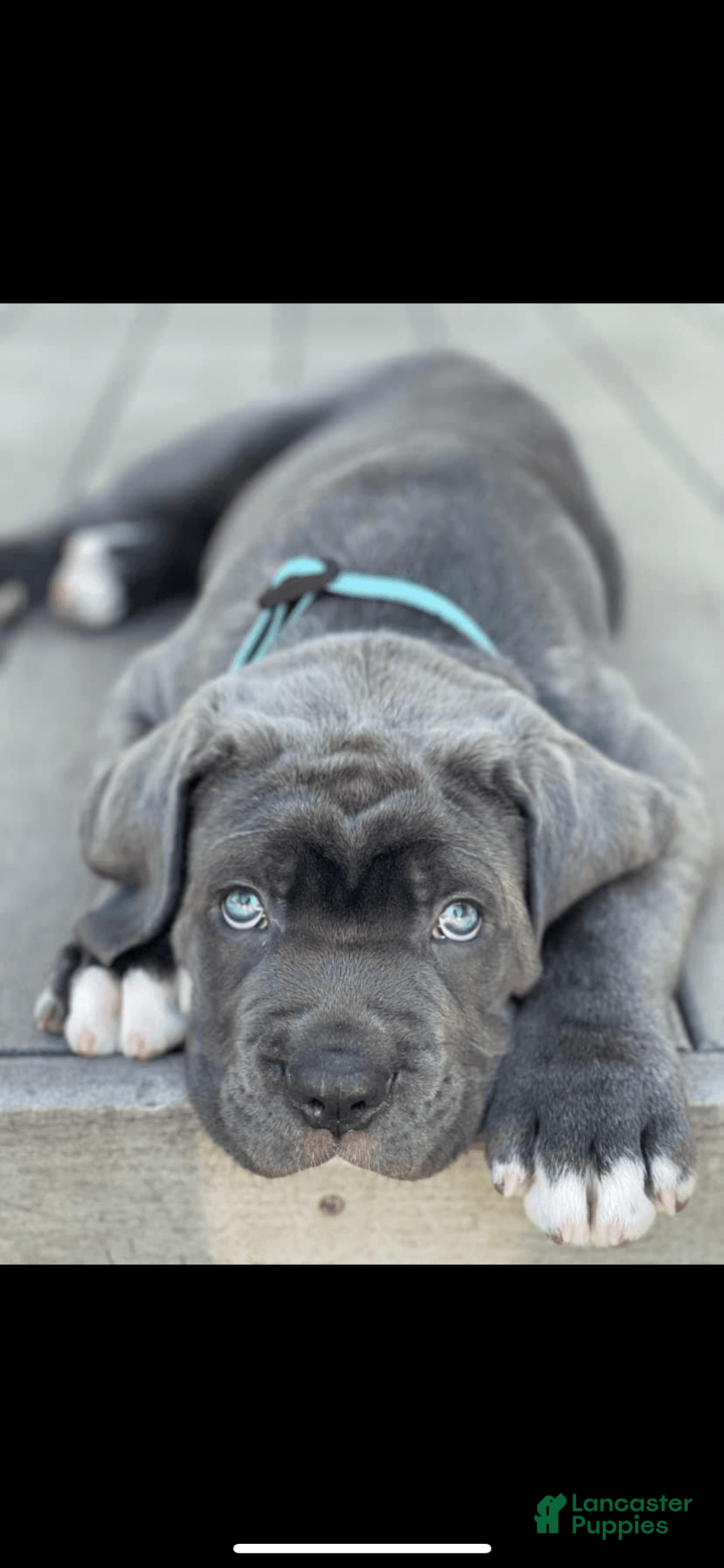 Gallery Image {{count}}