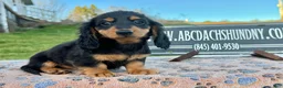 Miniature Dachshund dogs for sale: Russian male - Ad 2