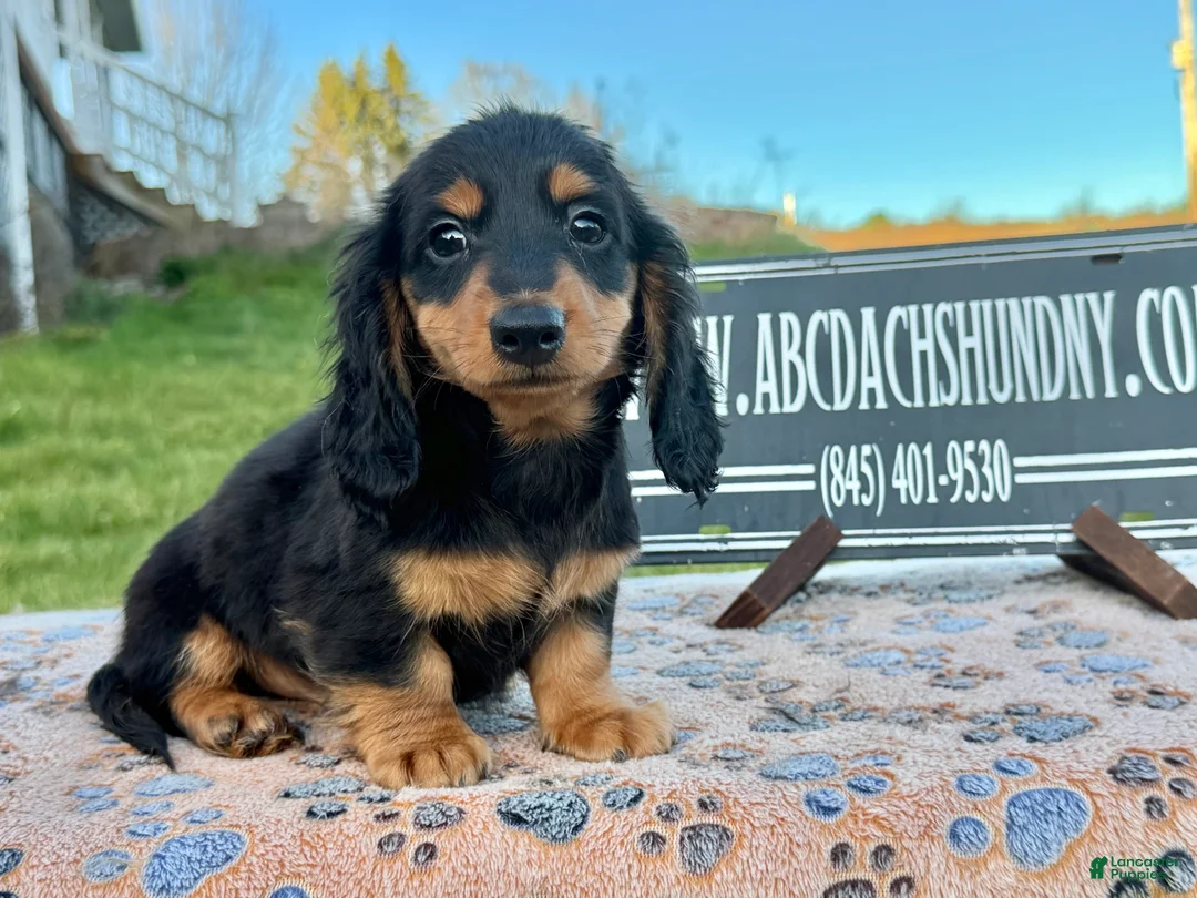 Miniature Dachshund dogs for sale: Russian male - Ad 2