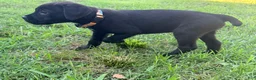 Cane Corso dogs for sale: Crowley AKC yellow/orange collar - Ad 10