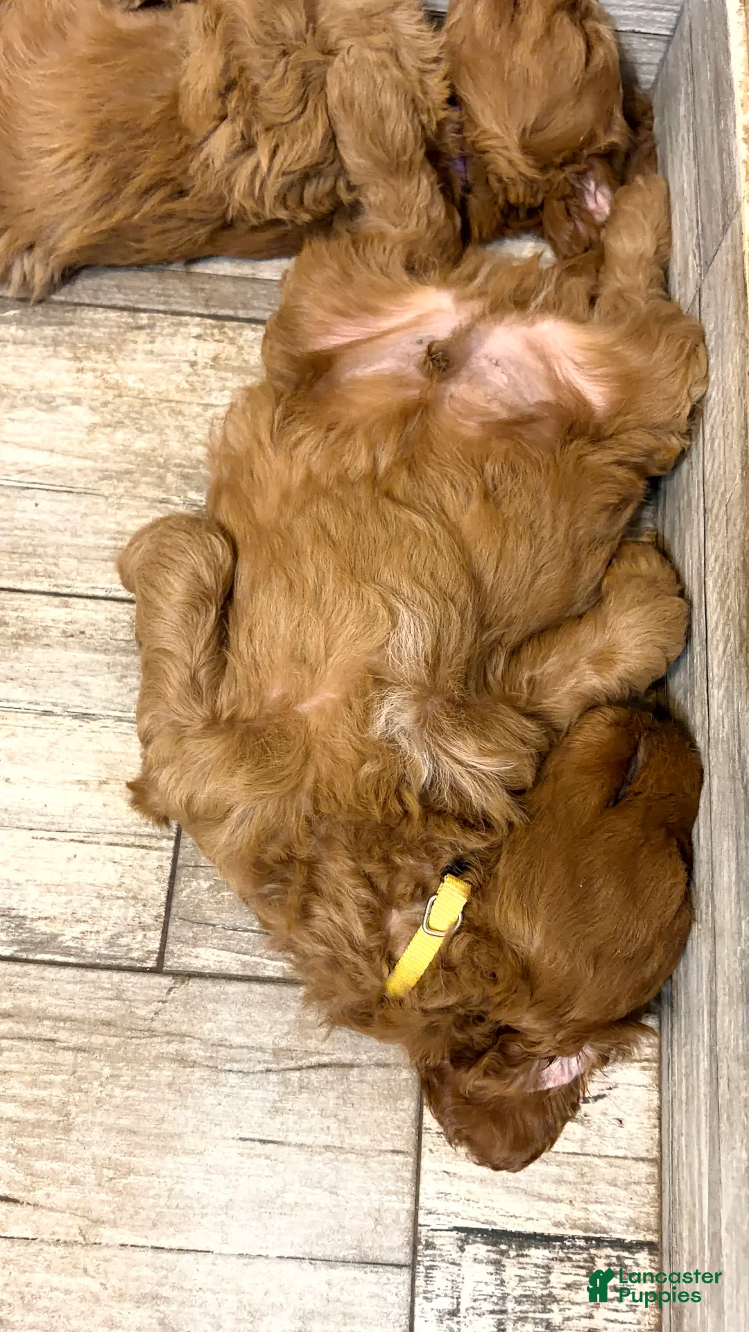 Mini Goldendoodle dogs for sale: Mini Goldendoodle 1 - Ad 2