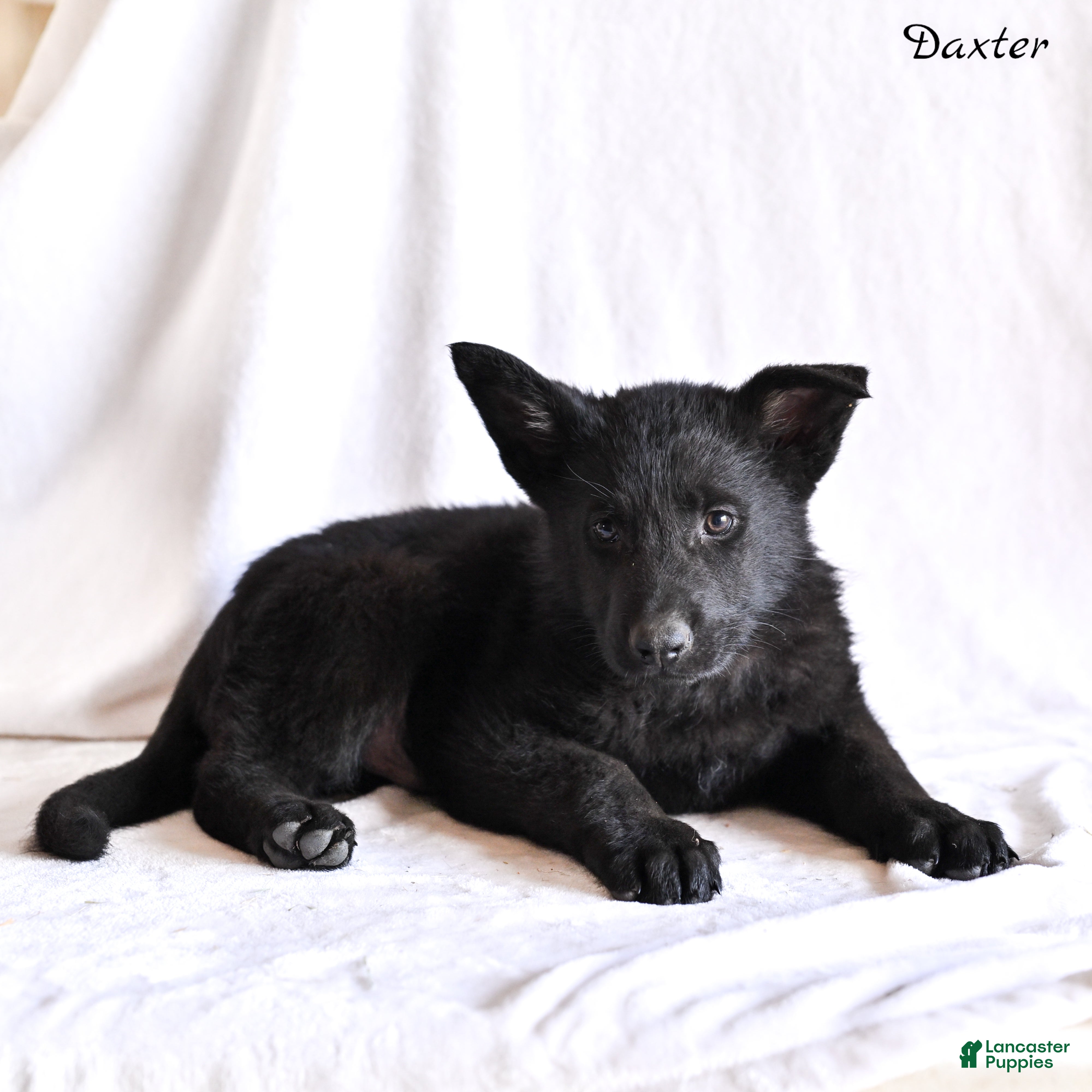 German Shepherd dogs Daxter - Ad 1