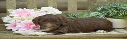 Portuguese Water Dog dogs for sale: Maggie - Ad 6