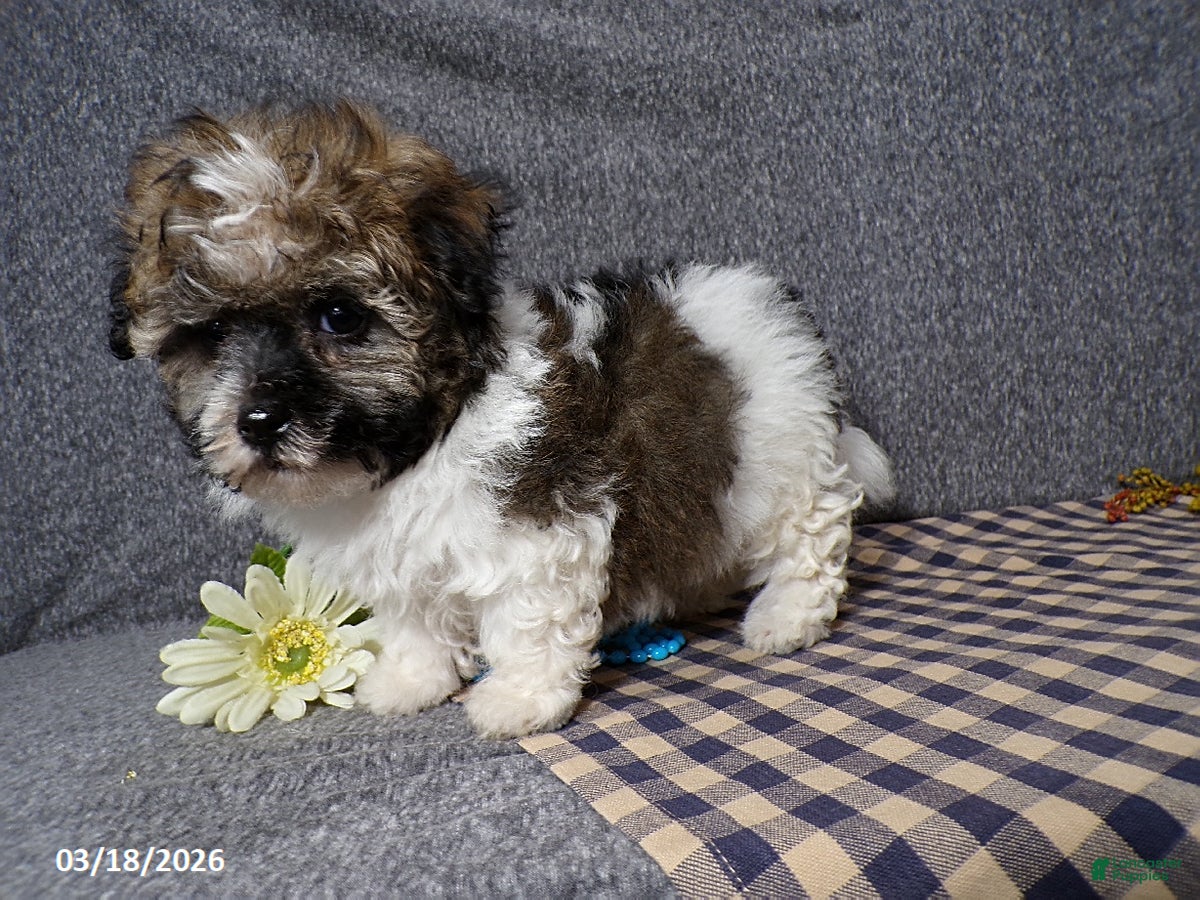 Havanese dogs Mickey - Ad 1