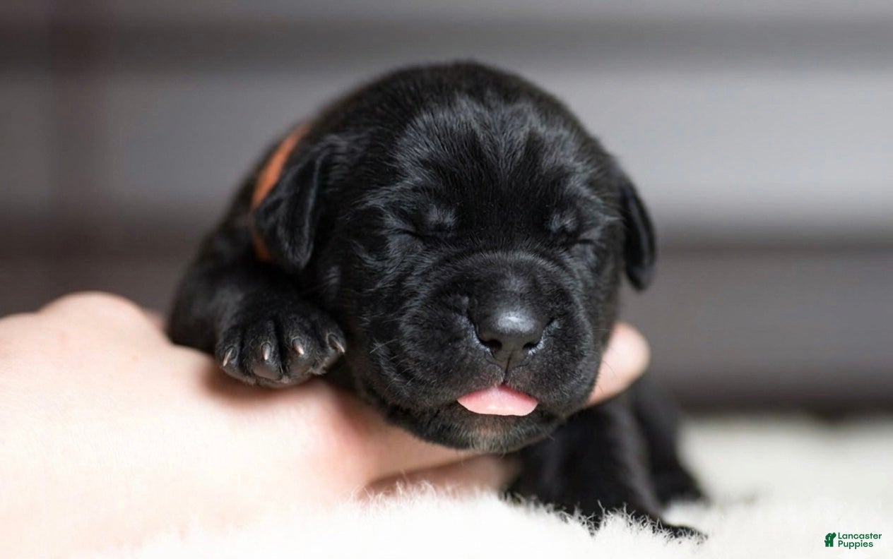 Cane Corso dogs Black Velvet Abyss Voodoo Bones - Ad 34
