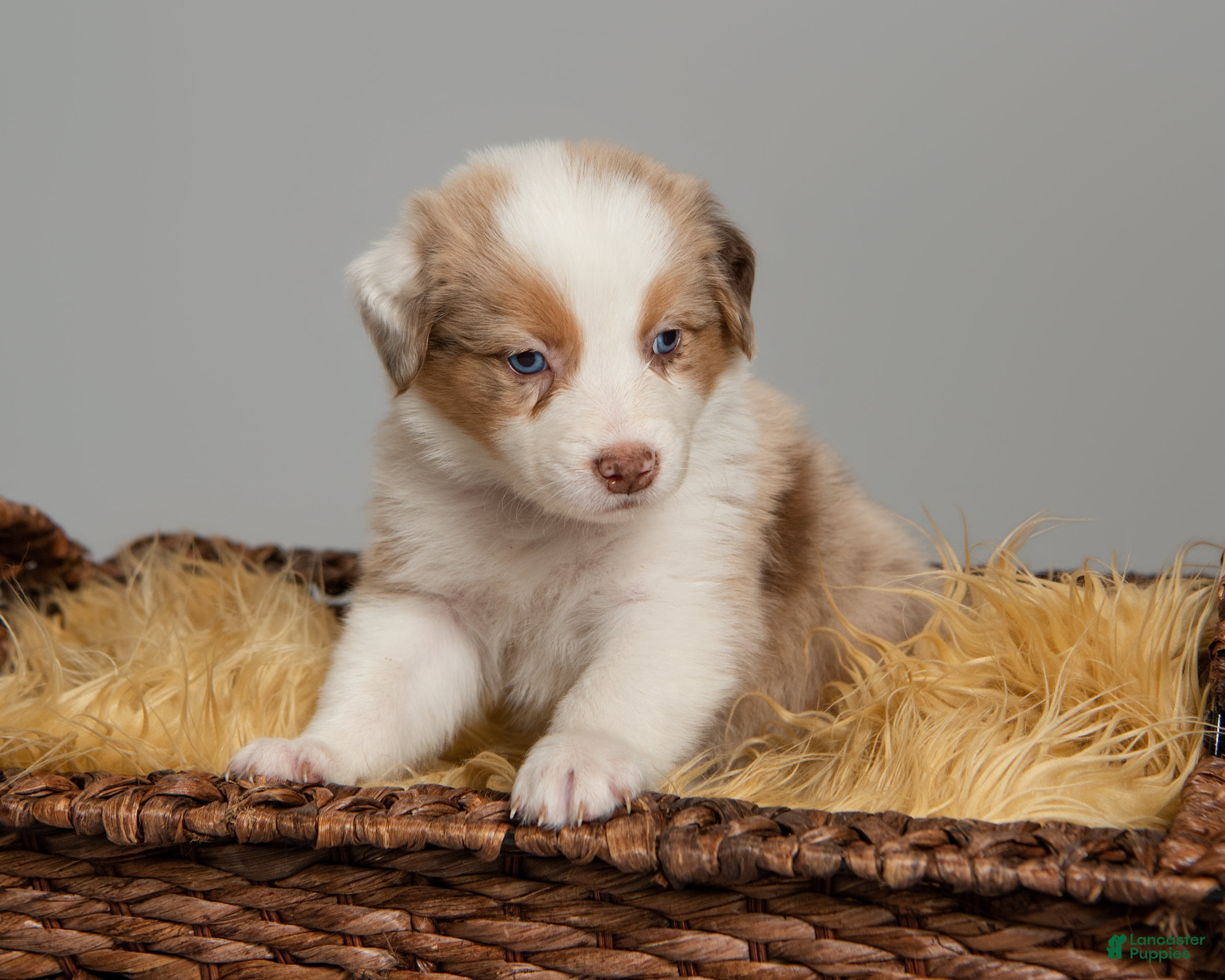 Australian Shepherd dogs Rhett - Ad 1