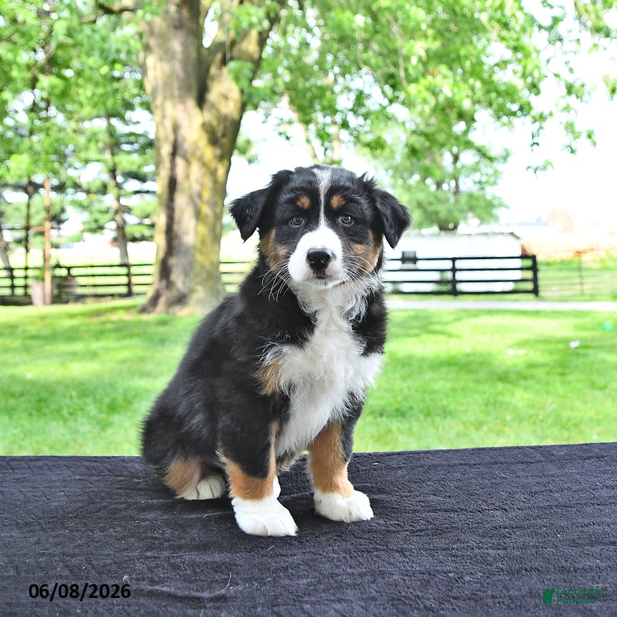 Australian Shepherd dogs Dakota - Ad 2