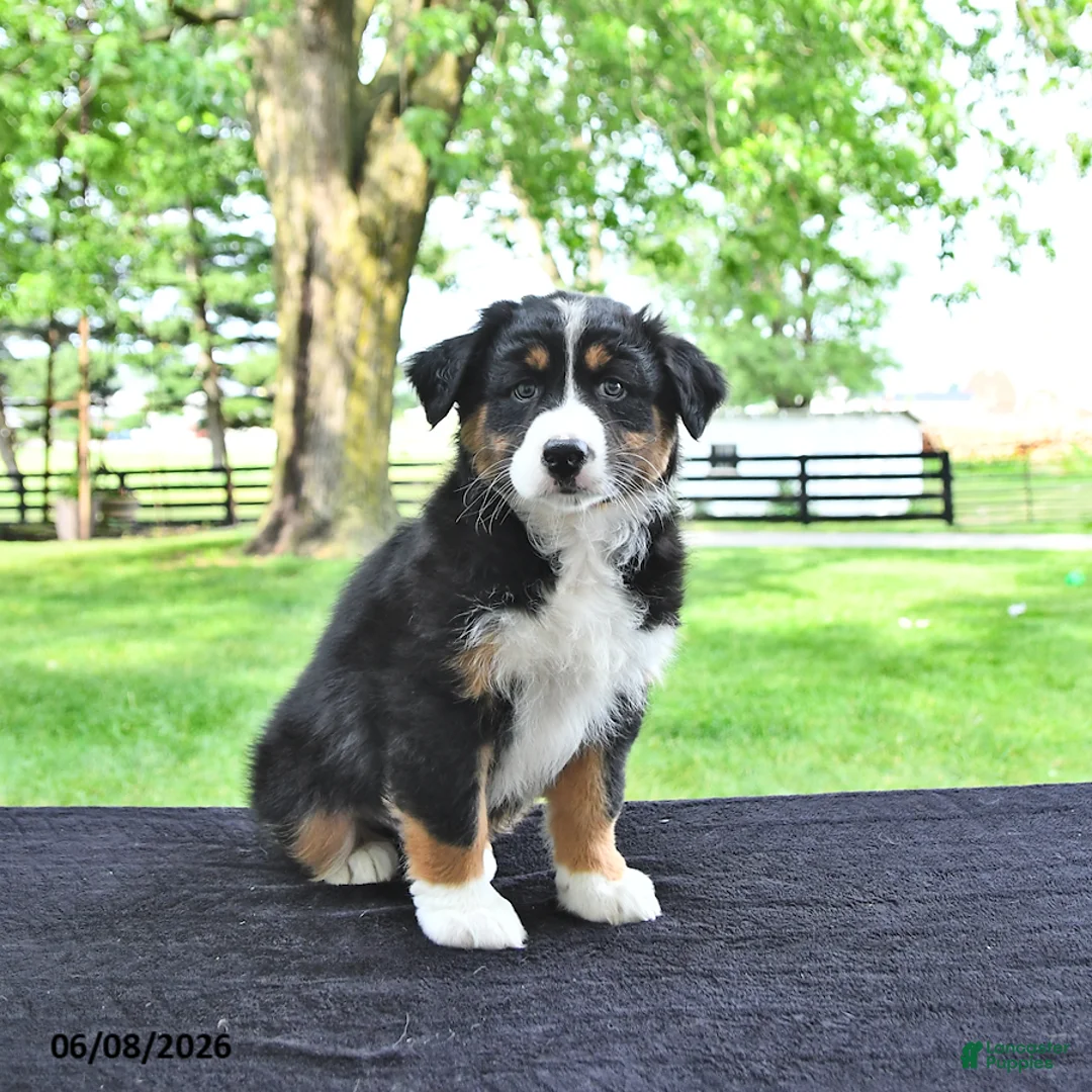 Australian Shepherd dogs for sale: Dakota - Ad 2