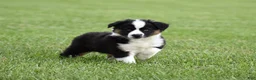 Miniature Australian Shepherd dogs for sale: Cash - Ad 2