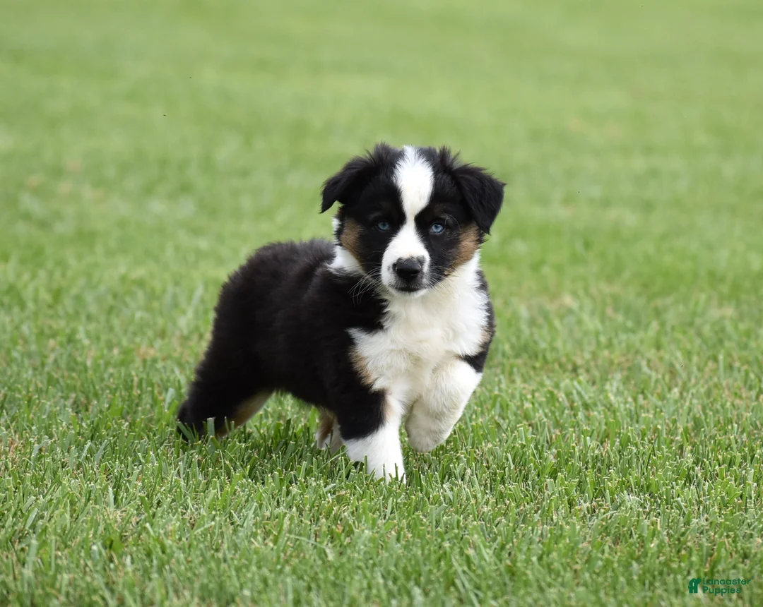 Miniature Australian Shepherd dogs for sale: Cash - Ad 2