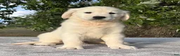 Golden Retriever dogs for sale: Biscuit - Ad 3