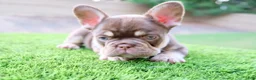 French Bulldog dogs for sale: French Bulldog 2 - Ad 4