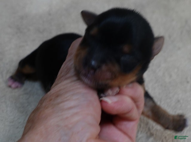 Yorkshire Terrier dogs Peyton - Ad 39