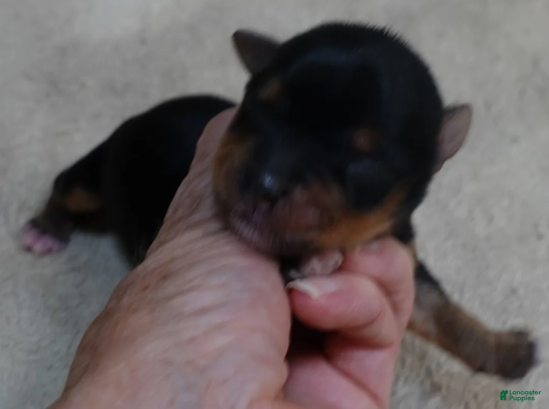 Yorkshire Terrier dogs for sale: Peyton - Ad 1
