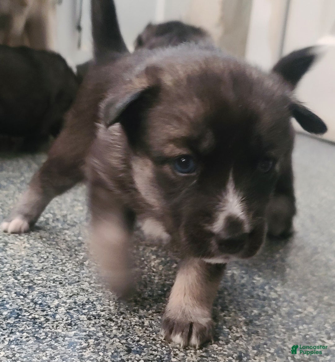 Pomsky dogs for sale: Lucky - Ad 2