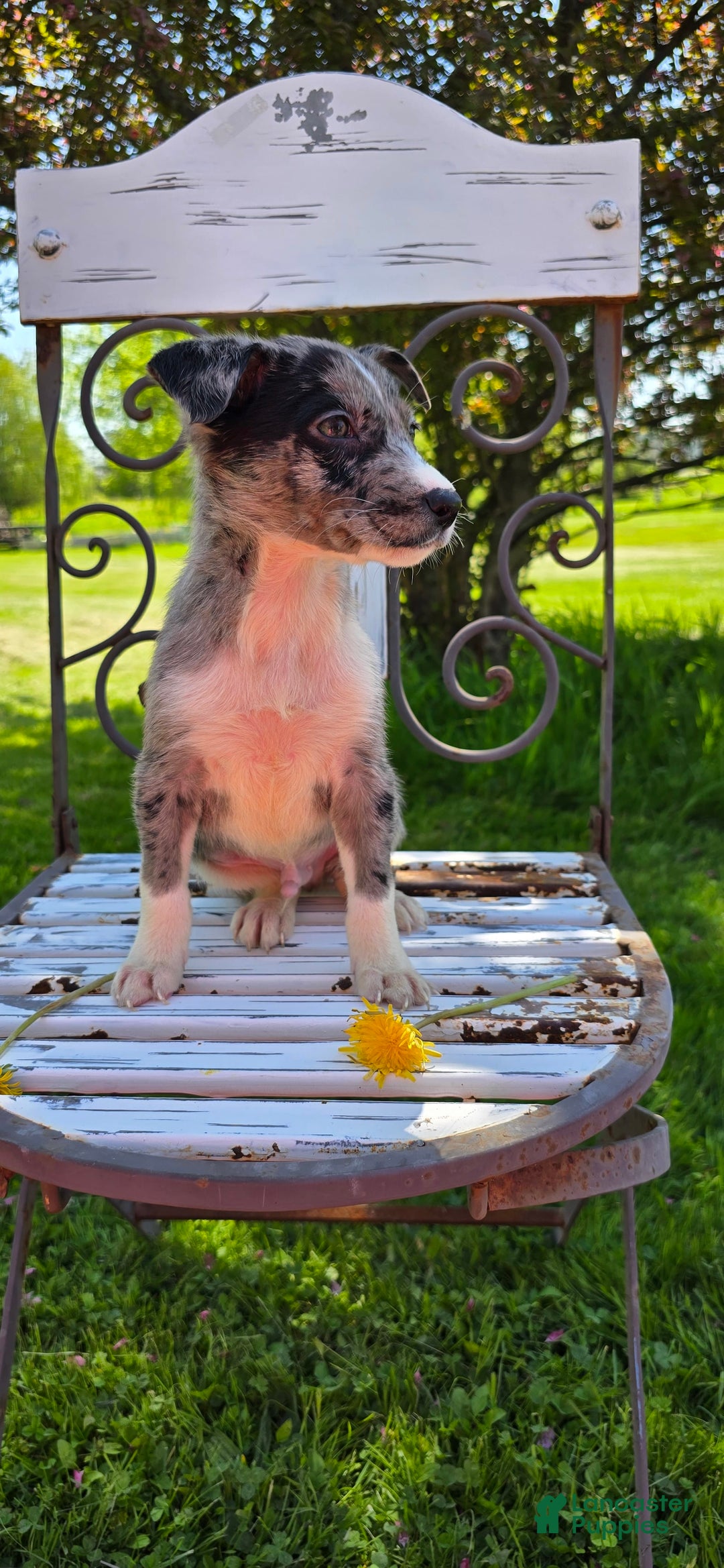 Mixed Breed dogs for sale: Rocky - Ad 11