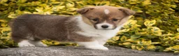 Welsh Corgi Pembroke dogs for sale: Jessie - Ad 5