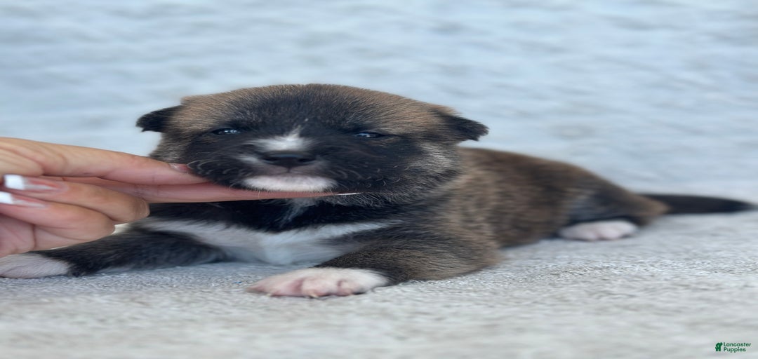 Gallery Image {{count}}