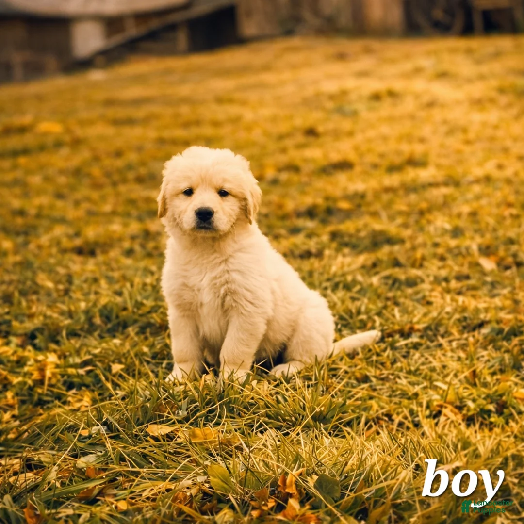 Mixed Breed dogs for sale: Sonny - Ad 1