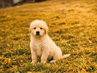 Mixed Breed dogs Sonny - Ad 18