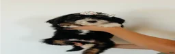 Bernedoodle dogs for sale: Medium Sized Female Bernedoodle - Aphrodite - Ad 9