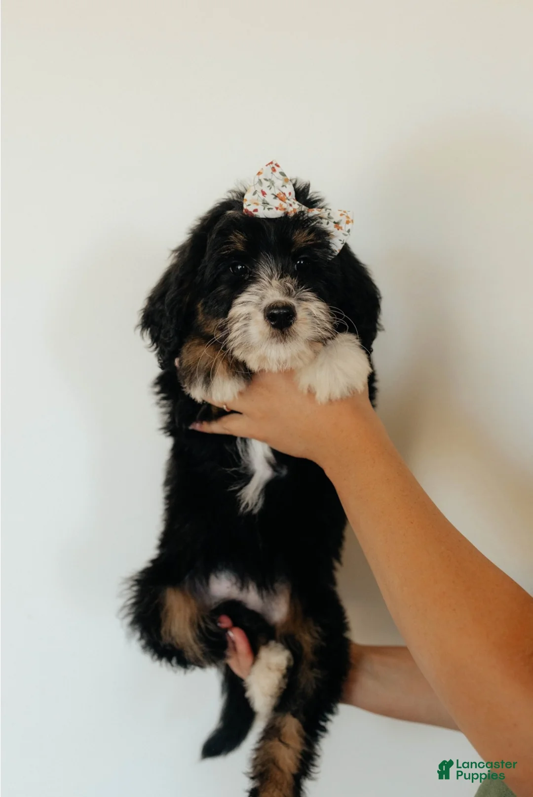 Bernedoodle dogs for sale: Medium Sized Female Bernedoodle - Aphrodite - Ad 9