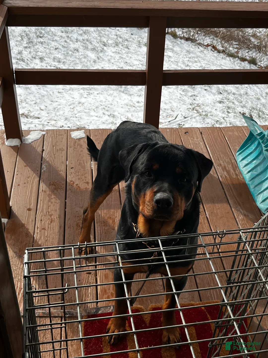 Rottweiler dogs for sale: Chops - Ad 3