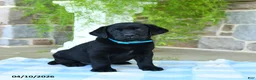 Labrador Retriever dogs for sale: Mango - Ad 1