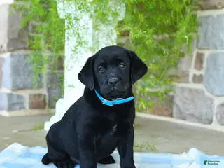 Labrador Retriever dogs for sale: Mango - Ad 2