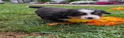 Bernese Mountain Dog dogs for sale: Dolly  - Ad 2